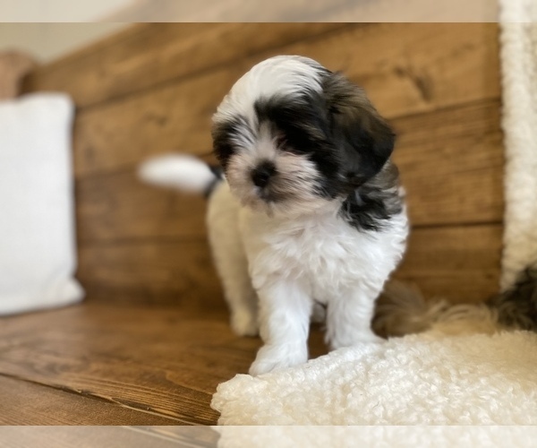 Medium Photo #1 Maltipoo Puppy For Sale in LITHIA, FL, USA