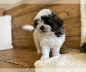 Maltipoo Puppy for sale in LITHIA, FL, USA