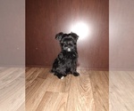 Small Photo #30 YorkiePoo Puppy For Sale in LAPEER, MI, USA