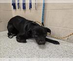 Small Labrador Retriever Mix