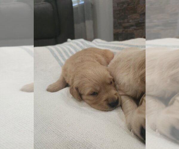 Medium Photo #9 English Cream Golden Retriever Puppy For Sale in SACRAMENTO, CA, USA