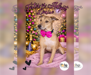 Mutt Dogs for adoption in Menifee, CA, USA