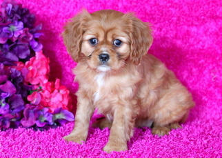 Cavalier King Charles Spaniel Puppy for sale in MOUNT JOY, PA, USA