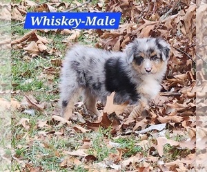 Australian Shepherd Puppy for sale in GREENFIELD, MO, USA
