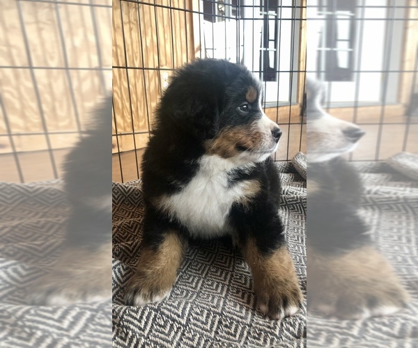 Medium Photo #3 Bernese Mountain Dog Puppy For Sale in MCCONNELSVILLE, OH, USA