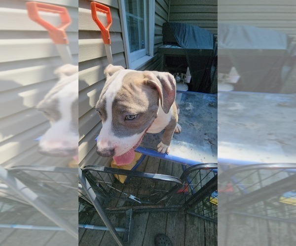 Medium Photo #23 American Bully Puppy For Sale in HARRISBURG, PA, USA