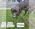 Small #3 Labrador Retriever Mix