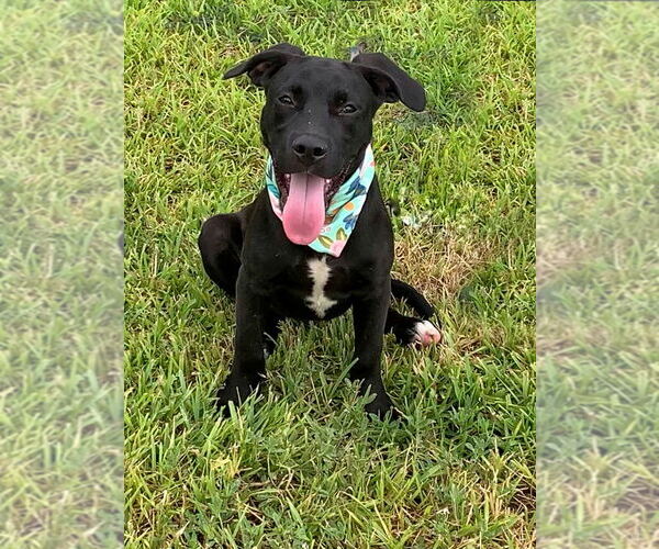 Medium Photo #3 Mutt Puppy For Sale in San Leon, TX, USA