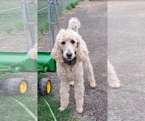 Poodle (Standard) Puppy for sale in DAVENPORT, WA, USA