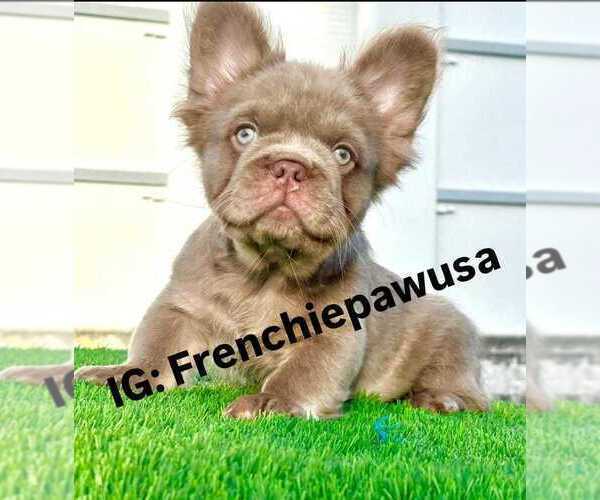 Medium Photo #1 French Bulldog Puppy For Sale in MIAMI, FL, USA