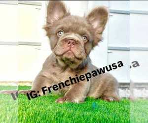 French Bulldog Puppy for sale in MIAMI, FL, USA