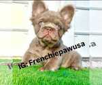 Small French Bulldog