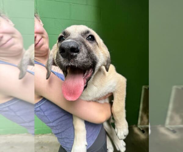 Medium Photo #1 Great Pyrenees-Unknown Mix Puppy For Sale in Elmsford, NY, USA