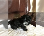 Small Photo #2 Yorkshire Terrier Puppy For Sale in TULARE, CA, USA