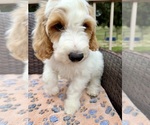 Small #10 Goldendoodle (Miniature)