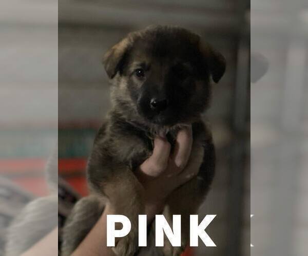 Medium Photo #5 German Shepherd Dog Puppy For Sale in BENNETTSVILLE, SC, USA