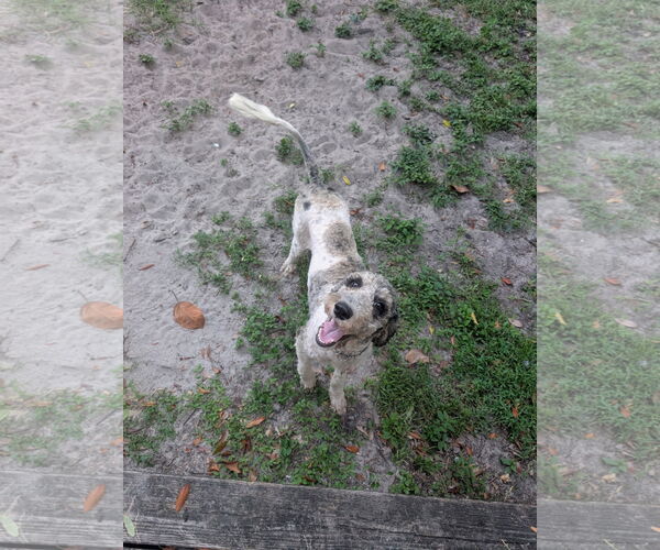 Medium Photo #2 Poodle (Standard)-Unknown Mix Puppy For Sale in Valrico, FL, USA