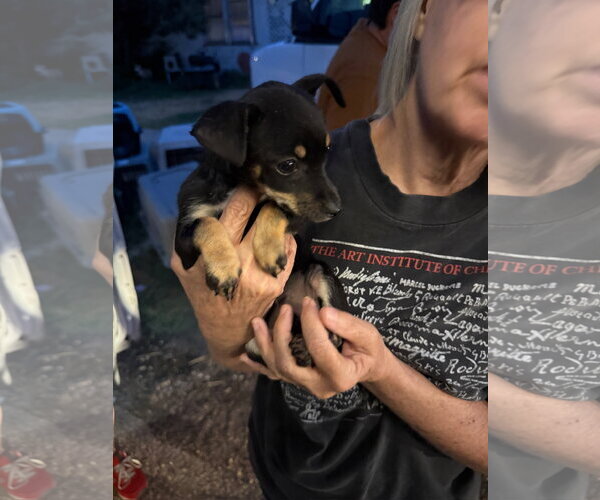 Medium Photo #2 Miniature Pinscher-Unknown Mix Puppy For Sale in Grafton, WI, USA