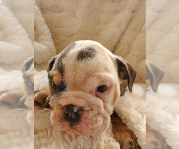 Medium Photo #3 English Bulldog Puppy For Sale in ALBUQUERQUE, NM, USA
