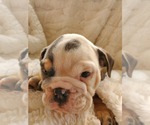 Small Photo #3 English Bulldog Puppy For Sale in ALBUQUERQUE, NM, USA