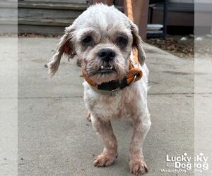 Medium Shih Tzu Mix