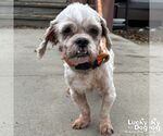 Small Shih Tzu Mix