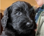 Small Photo #10 Labradoodle Puppy For Sale in LEXINGTON, GA, USA