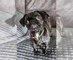Small Pug Mix