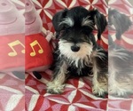Small #3 Schnauzer (Miniature)