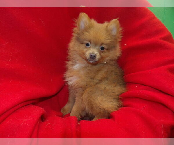Medium Photo #5 Pomeranian Puppy For Sale in PATERSON, NJ, USA