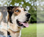 Small #2 German Shepherd Dog-Siberian Husky Mix