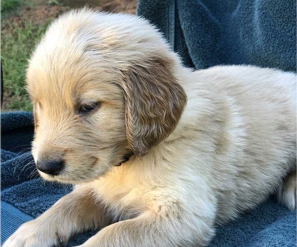 Medium Photo #2 Golden Retriever Puppy For Sale in MCCOMB, MS, USA