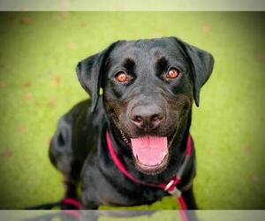 Labrador Retriever-Unknown Mix Dogs for adoption in Orlando, FL, USA
