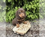 Small #3 Dachshund