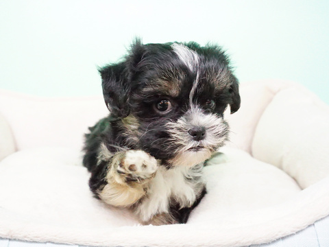 Medium Photo #4 -Shih Tzu Mix Puppy For Sale in LAS VEGAS, NV, USA