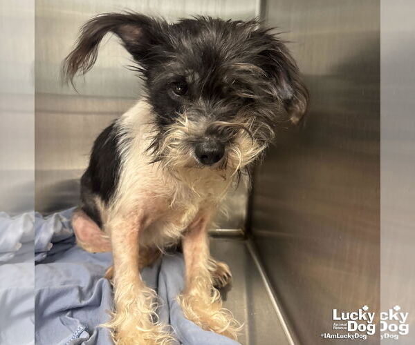 Medium Photo #2 Mutt Puppy For Sale in Washington, DC, USA