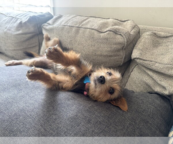 Medium Photo #4 Mutt Puppy For Sale in Plainfield, IL, USA