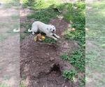 Small Mutt