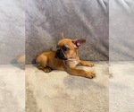 Small Photo #1 French Bulldog Puppy For Sale in VIRGINIA BCH, VA, USA