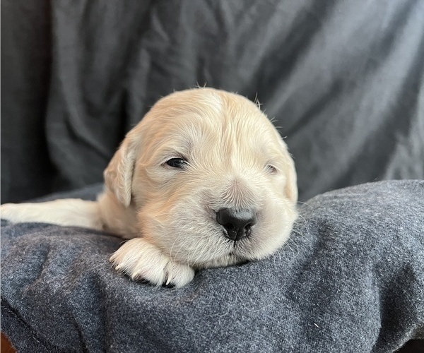 Medium Photo #1 Golden Retriever Puppy For Sale in ALPENA, MI, USA