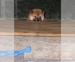 Small Photo #8 Shiba Inu Puppy For Sale in COHUTTA, GA, USA