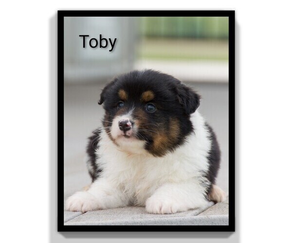 Medium Photo #3 Aussie-Corgi Puppy For Sale in CLARE, MI, USA