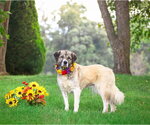 Small #4 Great Pyrenees Mix