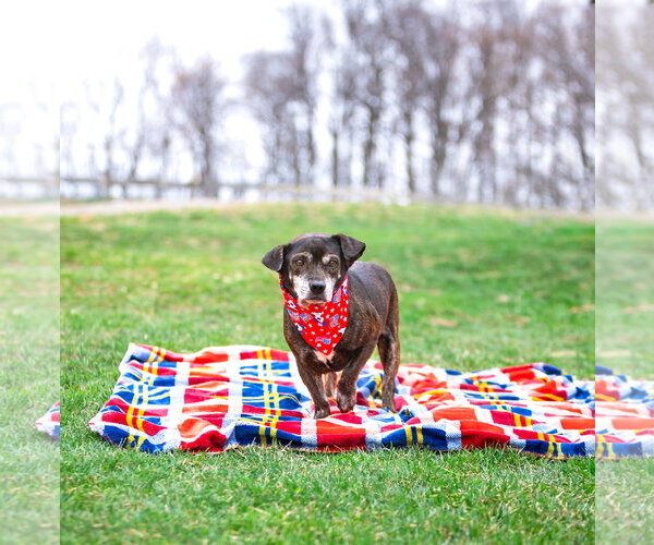Medium Photo #1 Dachshund-Unknown Mix Puppy For Sale in Unionville, PA, USA