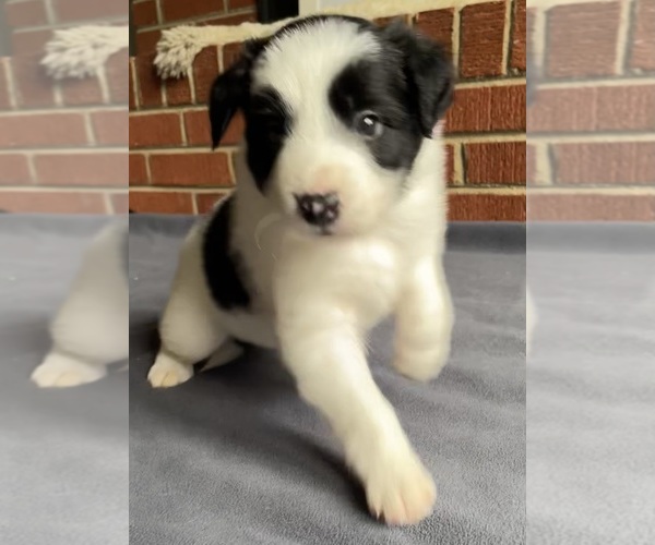 Medium Photo #1 Border Collie-Papillon Mix Puppy For Sale in CULPEPER, VA, USA