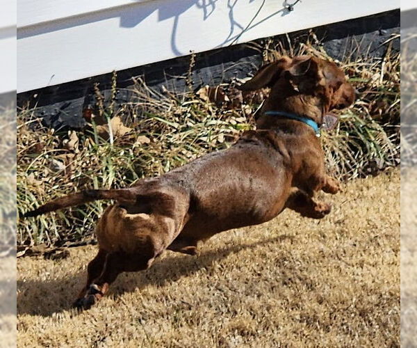 Medium Photo #14 Dachshund Puppy For Sale in Shelbyville, TN, USA