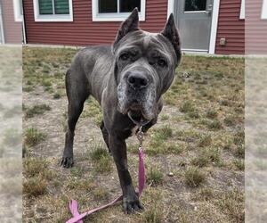 Mutt Dogs for adoption in Boston, MA, USA