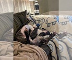 Small #46 American Pit Bull Terrier-Mountain Cur Mix