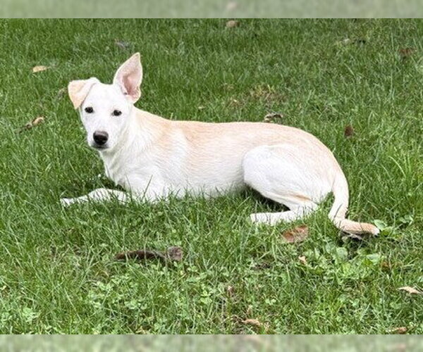 Medium Photo #1 Rat Terrier-Unknown Mix Puppy For Sale in Genesee, WI, USA