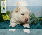 Small Photo #5 Pomeranian-Pomsky Mix Puppy For Sale in RAMSEY, MN, USA